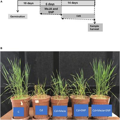 Methyl Jasmonate and Sodium Nitroprusside Jointly Alleviate Cadmium Toxicity in Wheat (Triticum aestivum L.) Plants by Modifying Nitrogen Metabolism, Cadmium Detoxification, and AsA–GSH Cycle